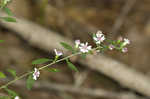 Calico aster